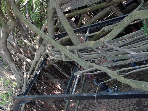 Roof of branches